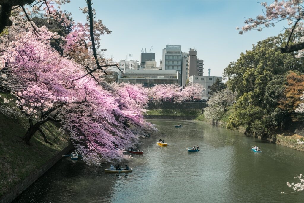 Stunning cherry blossoms in Chidorigafuchi Park