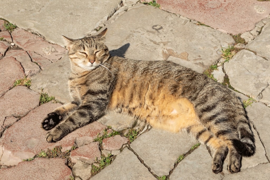 Cat spotted in Kotor