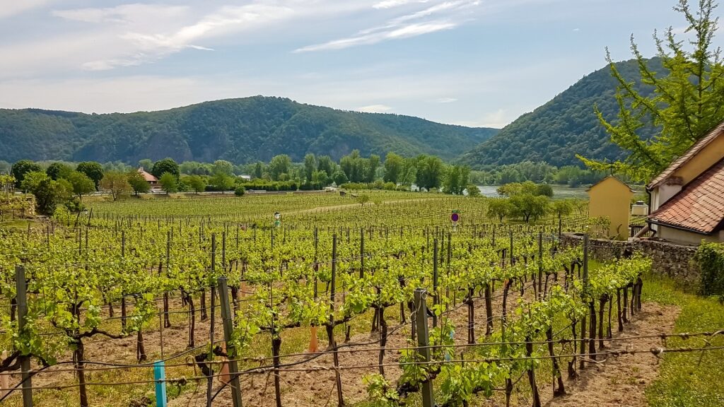 Lush landscape of Wachau Valley