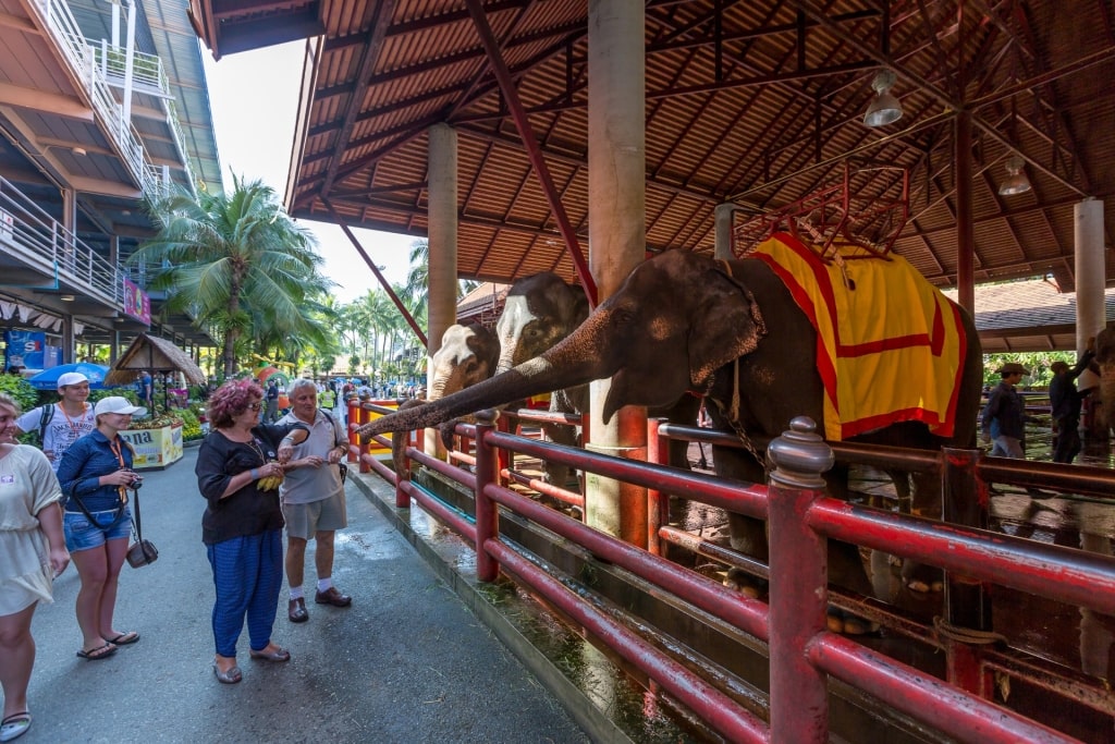 Tourists at the Pattaya Elephant Village