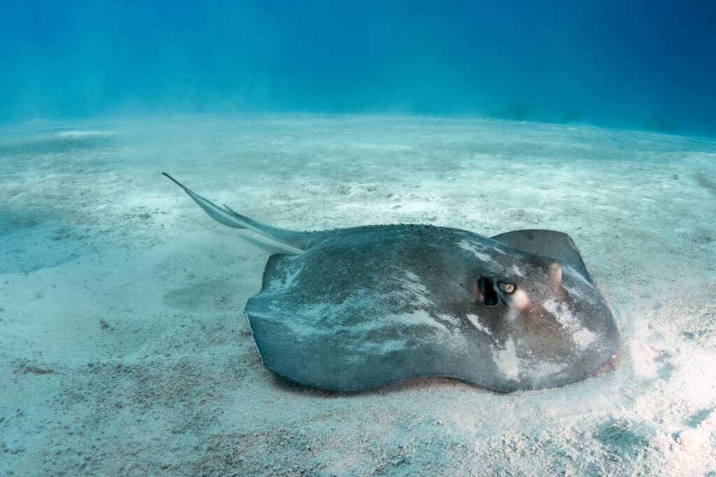 Stingray spotted in Turks and Caicos
