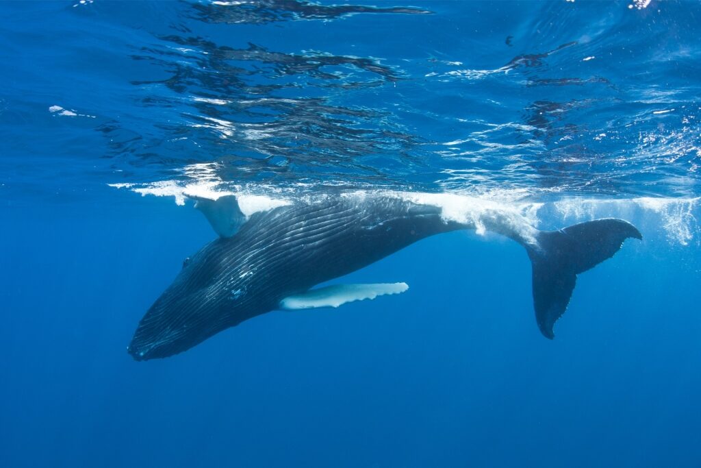Humpback whale swimming in the ocean