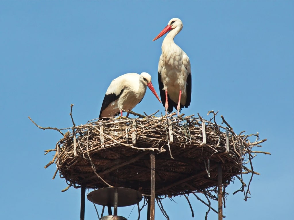 Storks on top of a nest