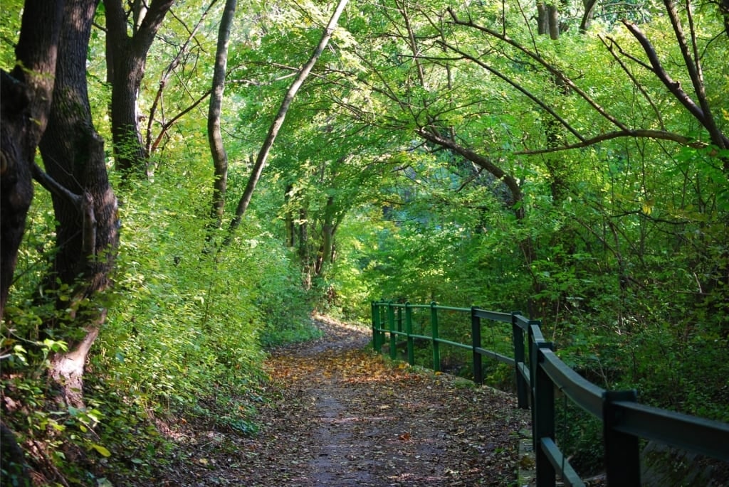 Lush trail within the Vienna Woods