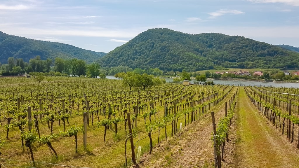 Lush landscape of Krems an der Donau in Wachau Valley