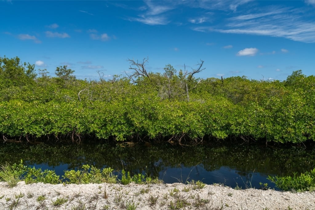 Lush mangroves in Grand Cayman