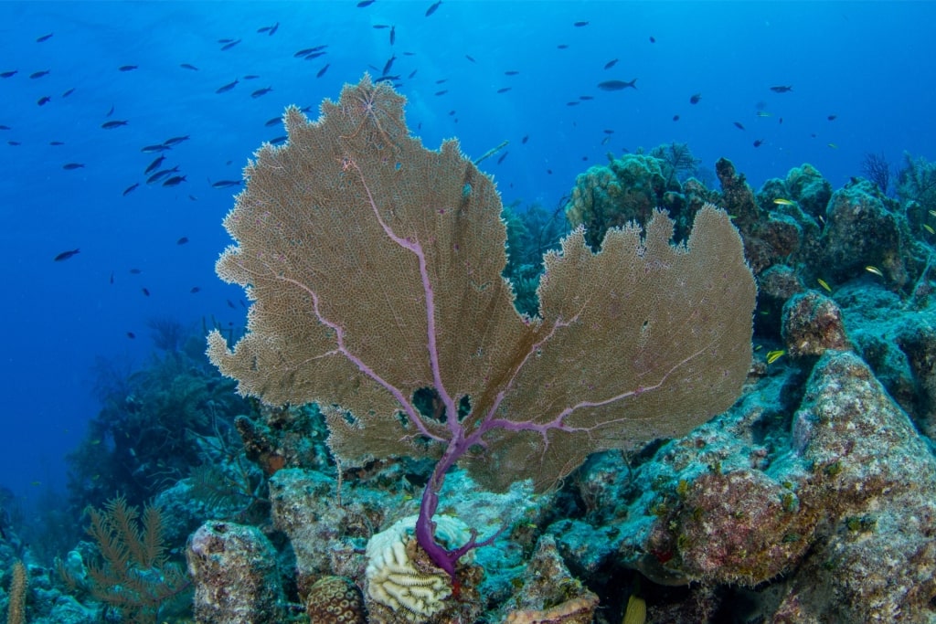Marine life of The Wall, Turks and Caicos
