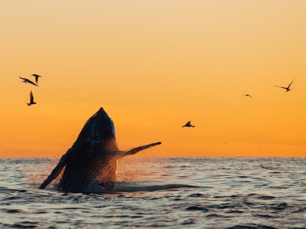 Humpback whale spotted in Iceland