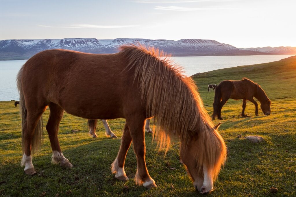 Icelandic horses spotted in Akureyri