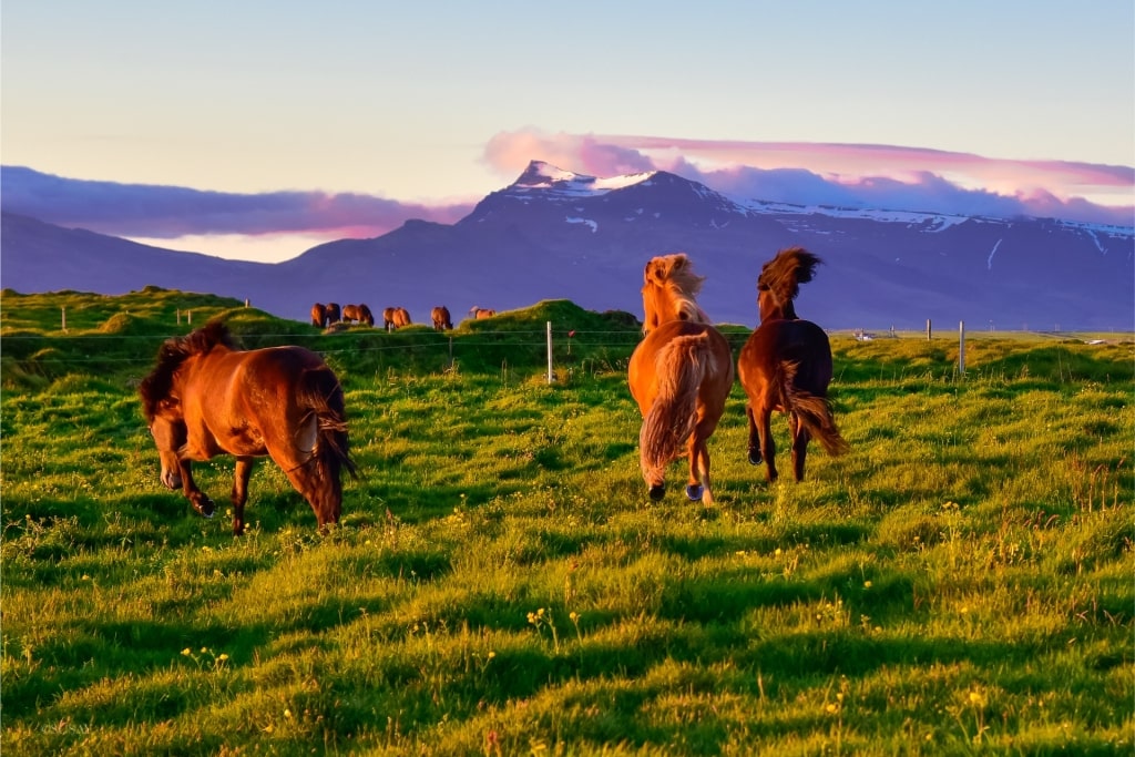 Midnight sun Iceland - Icelandic horses