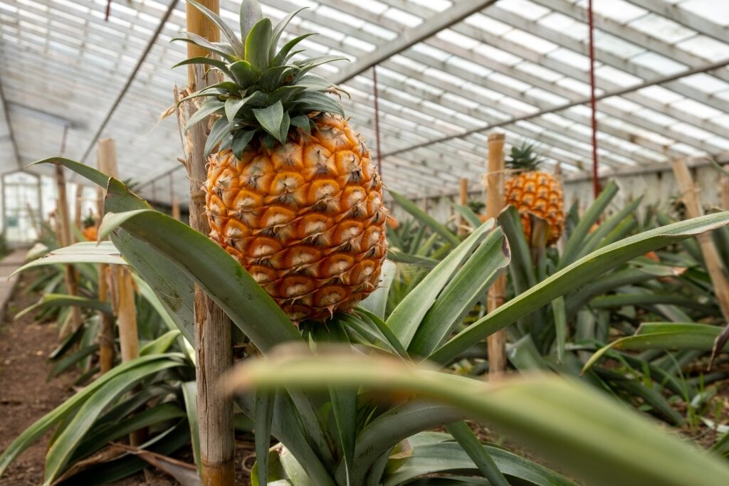 Pineapples inside a greenhouse in Ponta Delgada