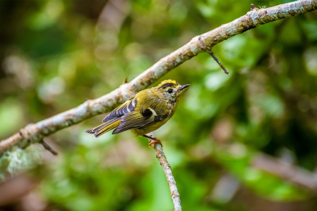 Goldcrest spotted in the Azores