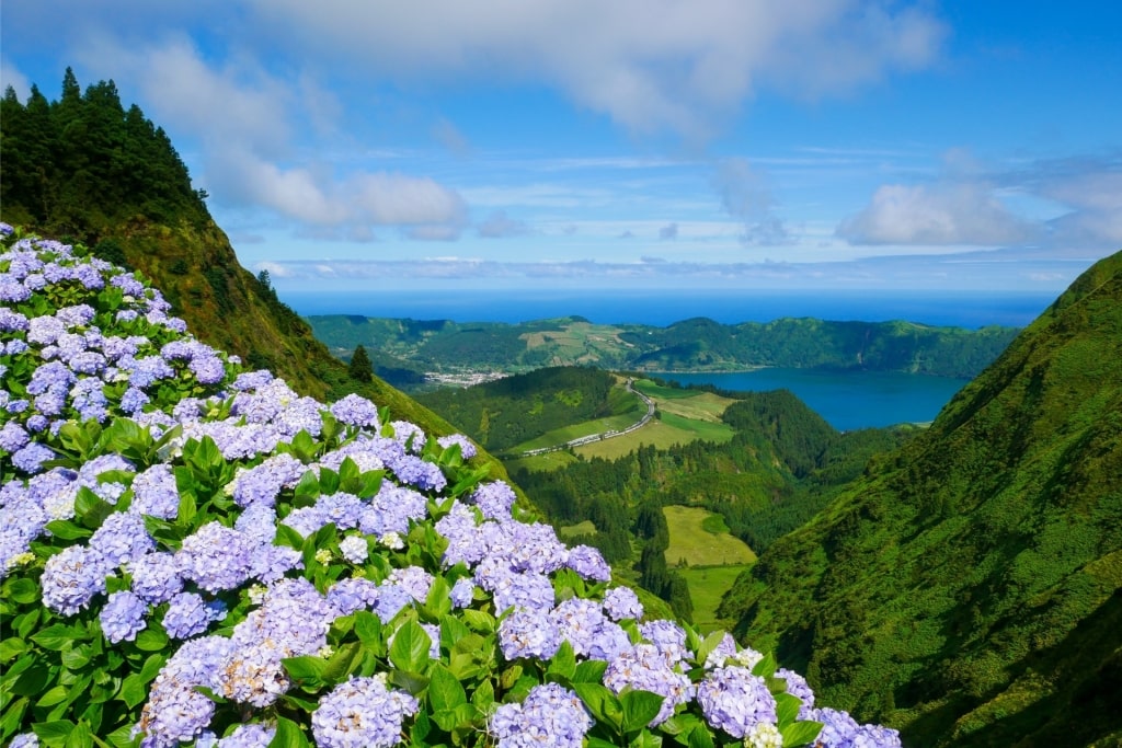 Flowers blooming near Sete Cidades
