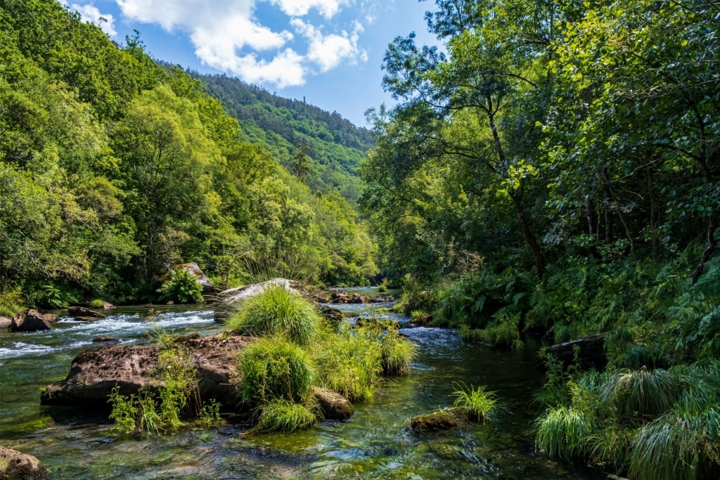 Lush landscape of Fragas do Eume, Spain