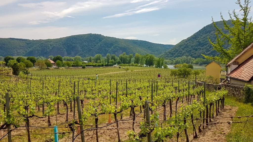 View of a vineyard in Wachau Valley