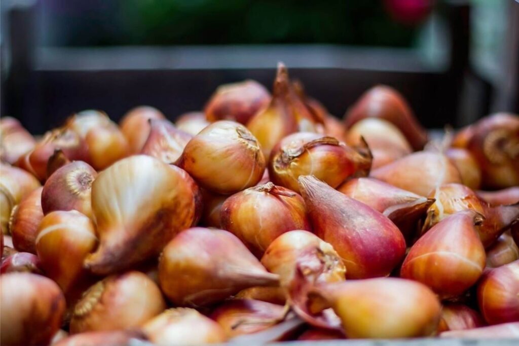 Amsterdam souvenir flower bulbs for planting