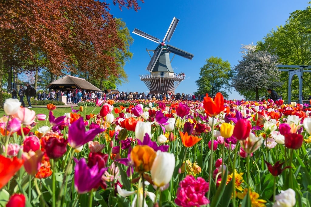 Amsterdam windmill with tulip garden at Keukenhof