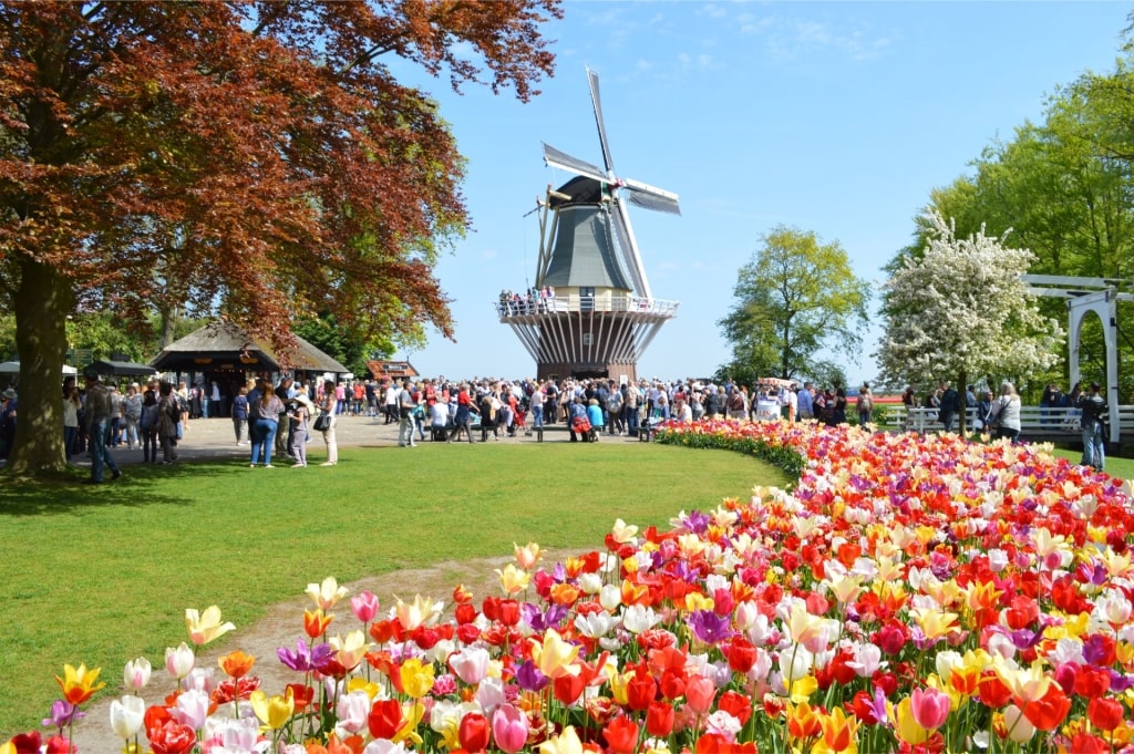 Traditional Dutch windmill with tulip garden at Keukenhof