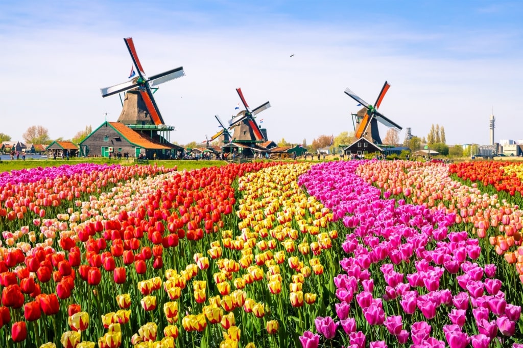 Scenic view of Zaansche Molen windmill and blooming tulips
