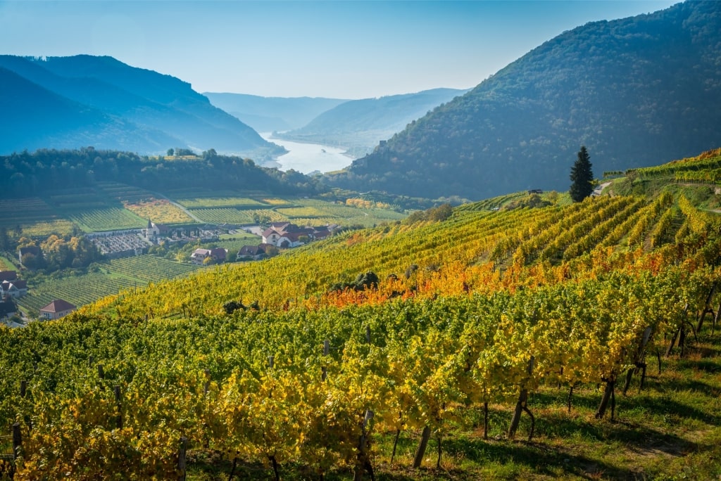 Austrian wine - Wachau Valley