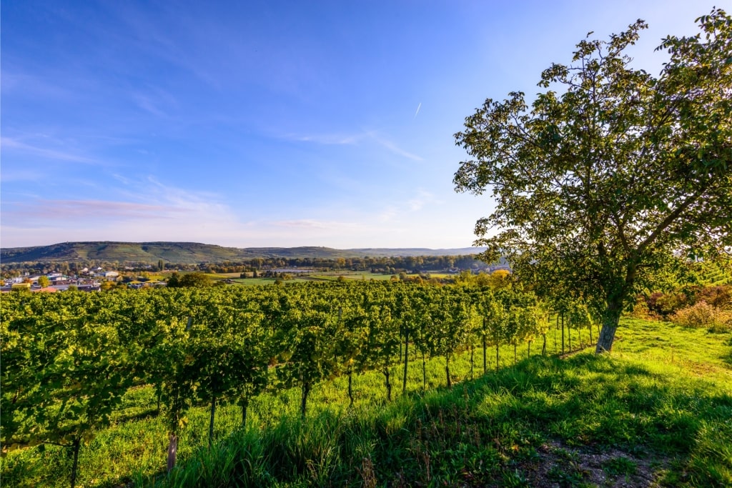 Kamptal wine region in Austria