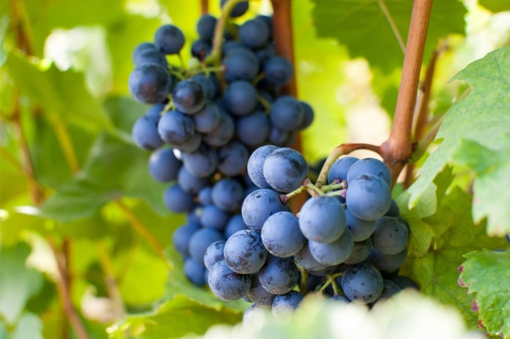 Blaufränkisch grapes from a vineyard