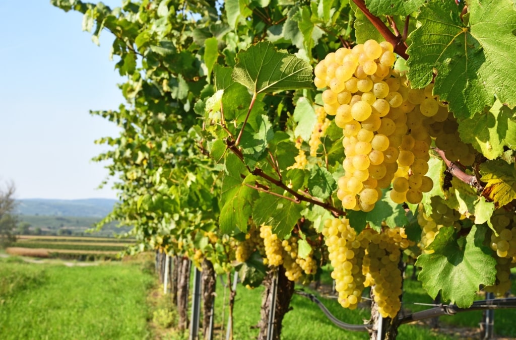 Grüner veltliner grapes ready for harvest