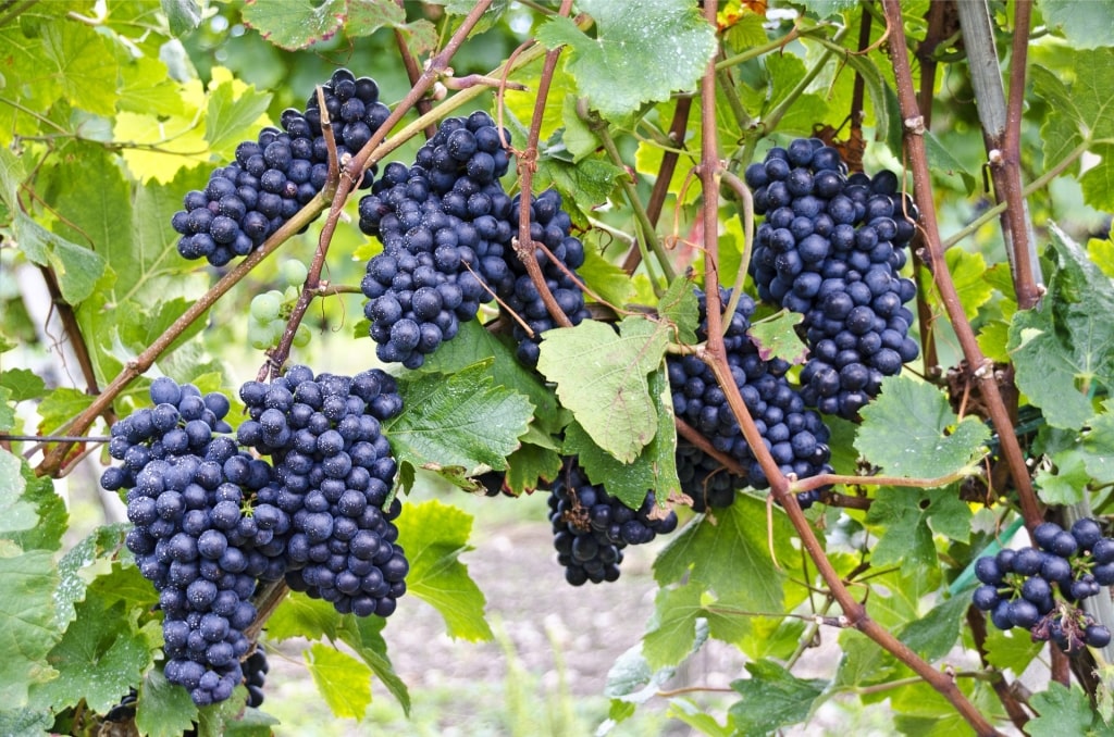 St. Laurent grapes in Austria