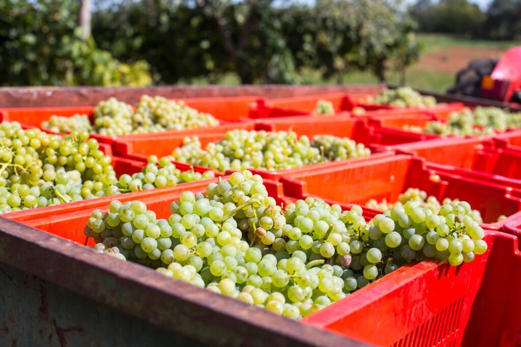 Freshly harvested grapes in crates