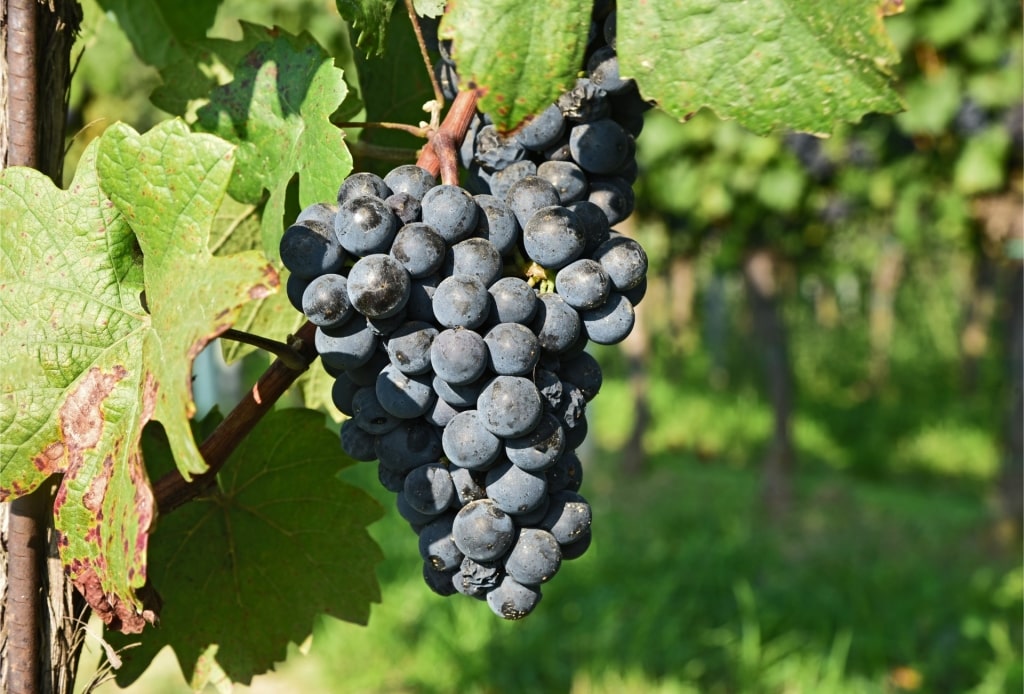 Zweigelt grapes ready for harvest
