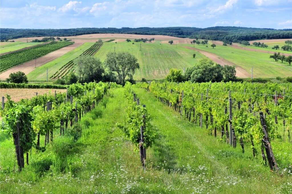 Austrian wine - Burgenland
