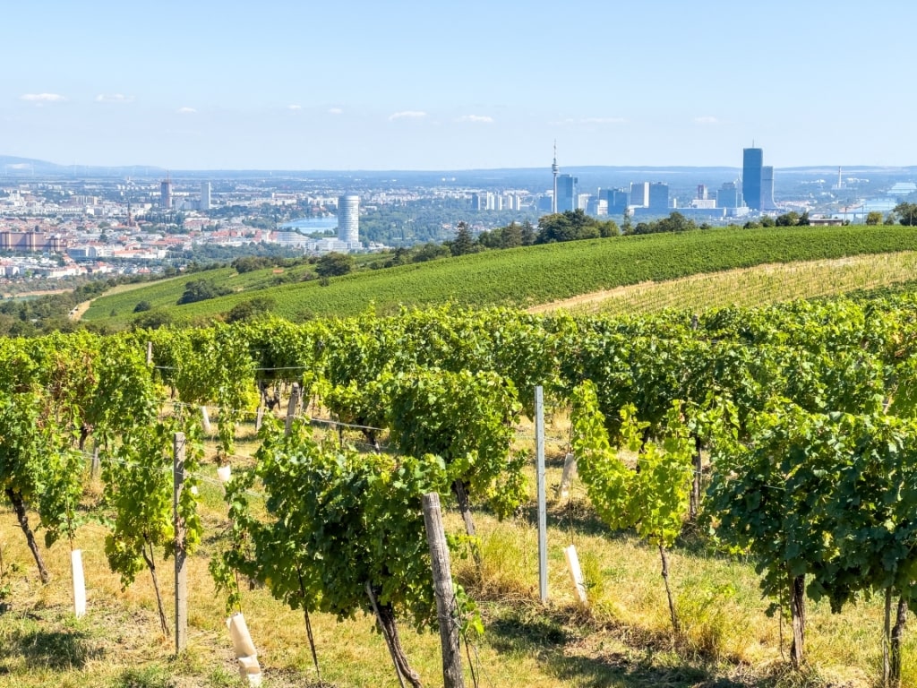 Austrian wine - Wien Vienna