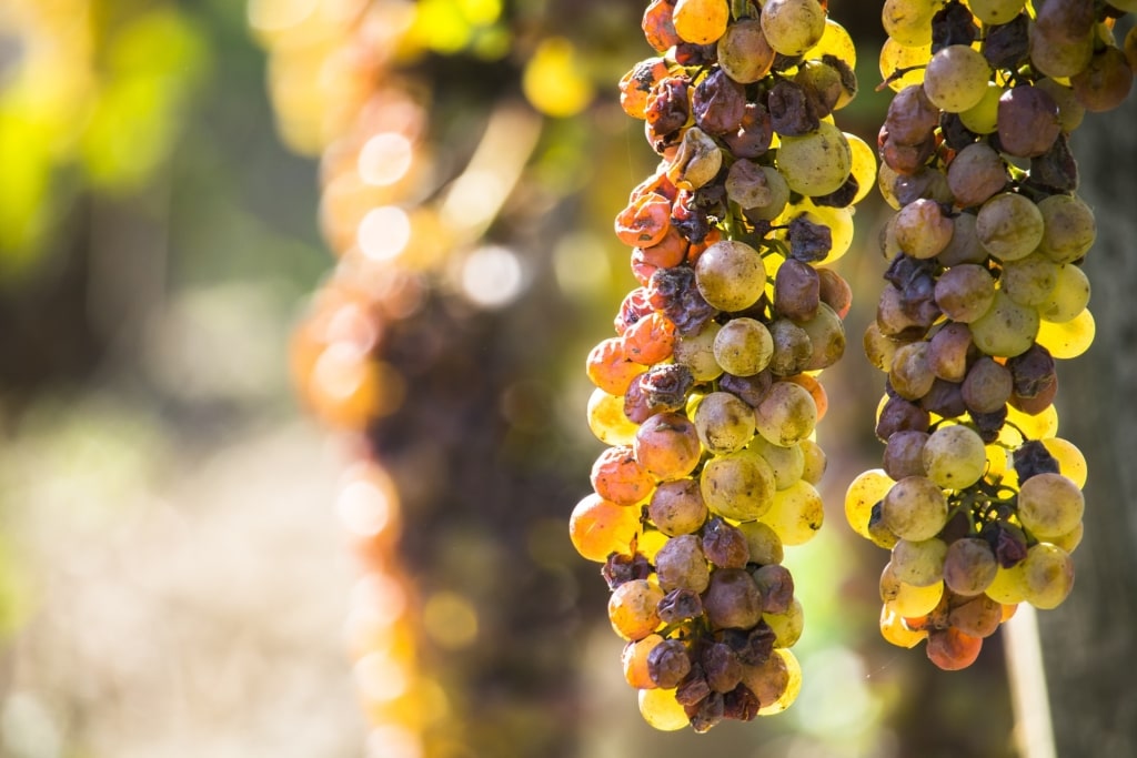 Grapes undergoing noble rot process in Austria