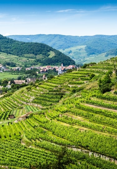Austrian wine -