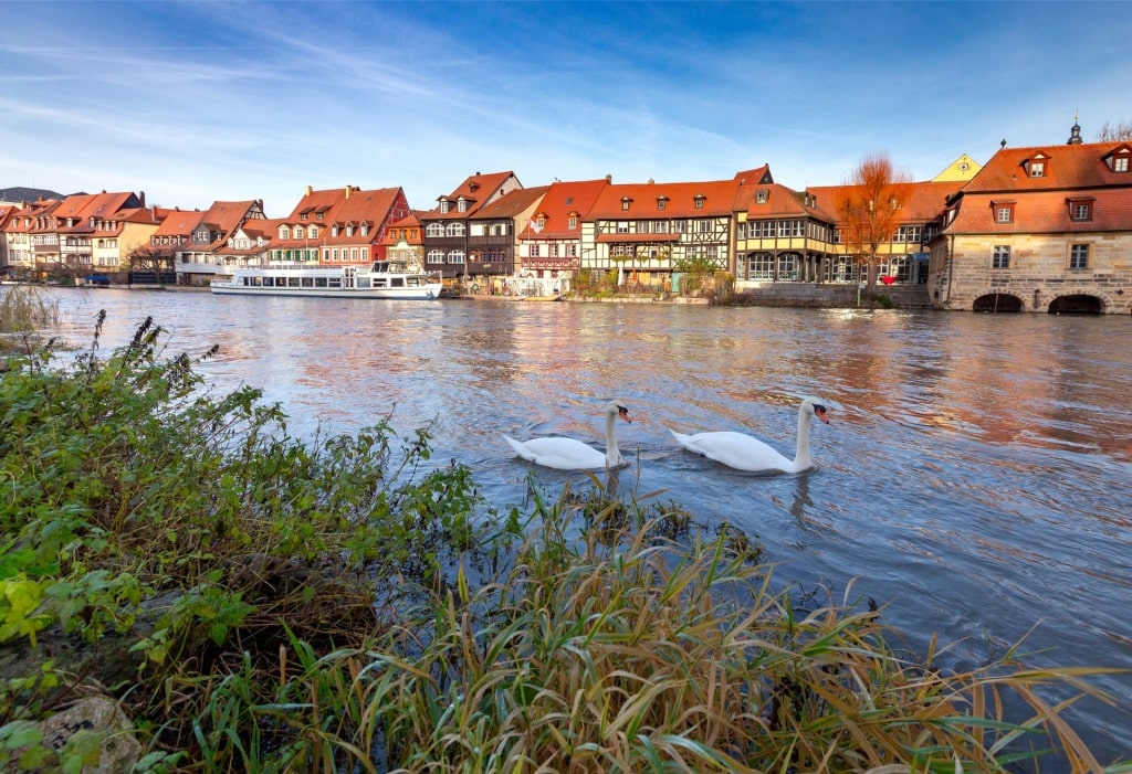 Swans spotted in Regnitz River