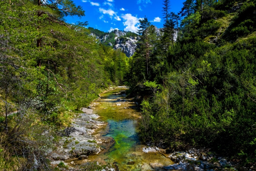 Lush trail in Ötschergräben