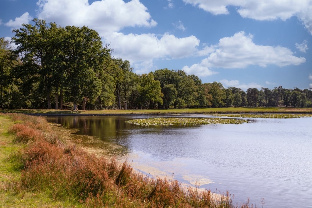 Quiet scenery at De Hoge Veluwe National Park