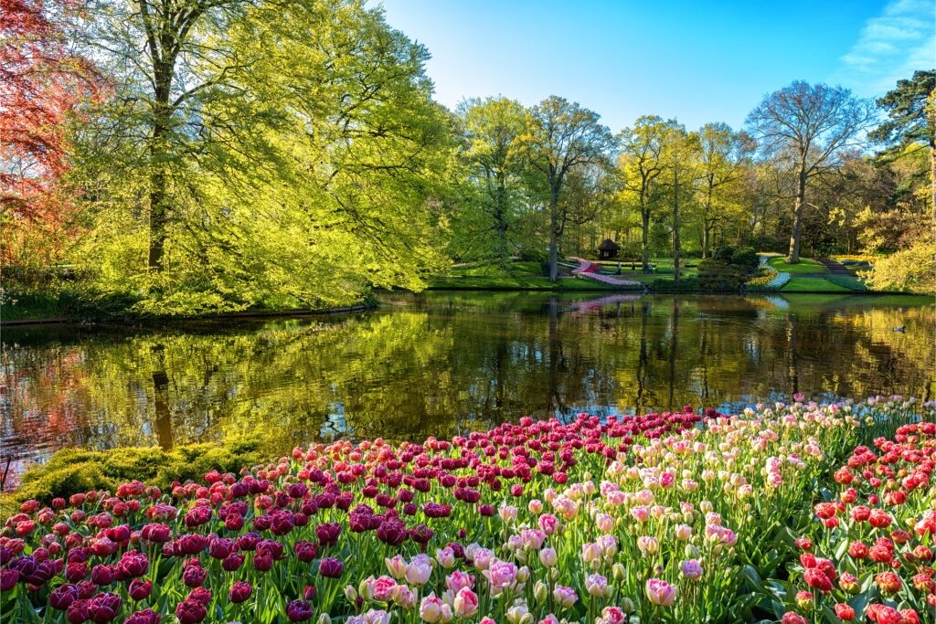 Colorful scenery from Keukenhof Gardens