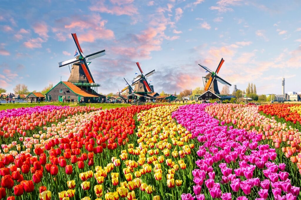 Iconic windmills of Zaanse Schans with tulip fields
