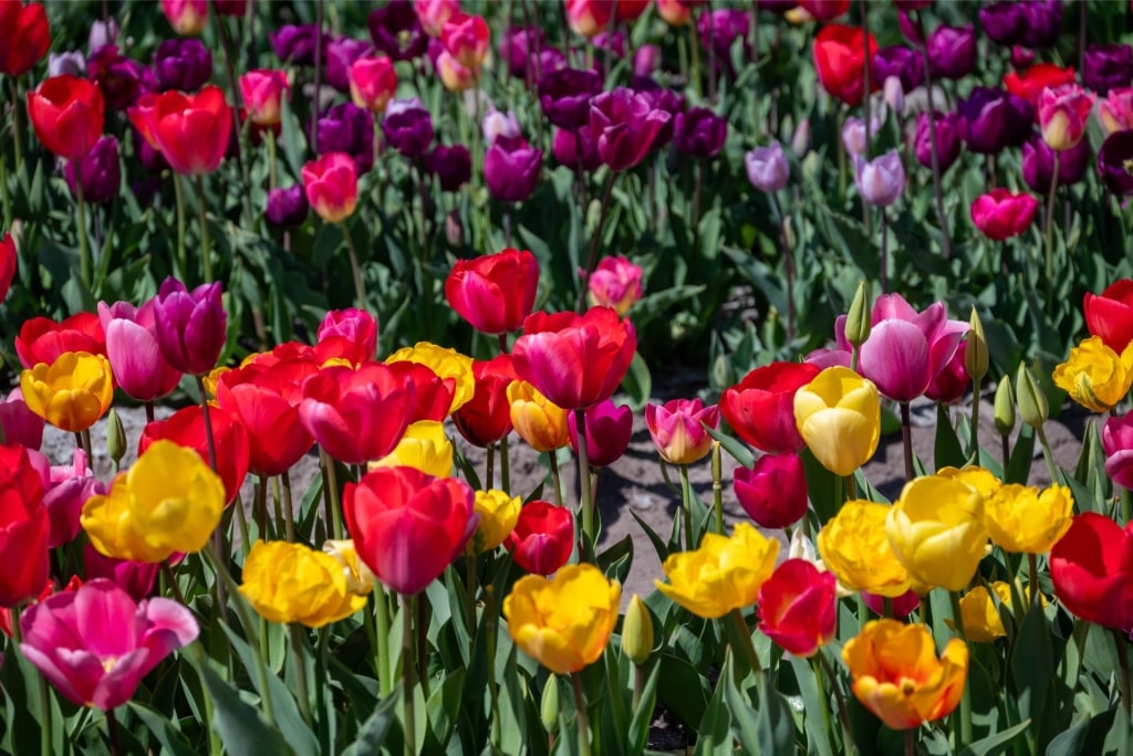 Colorful tulips in the Netherlands