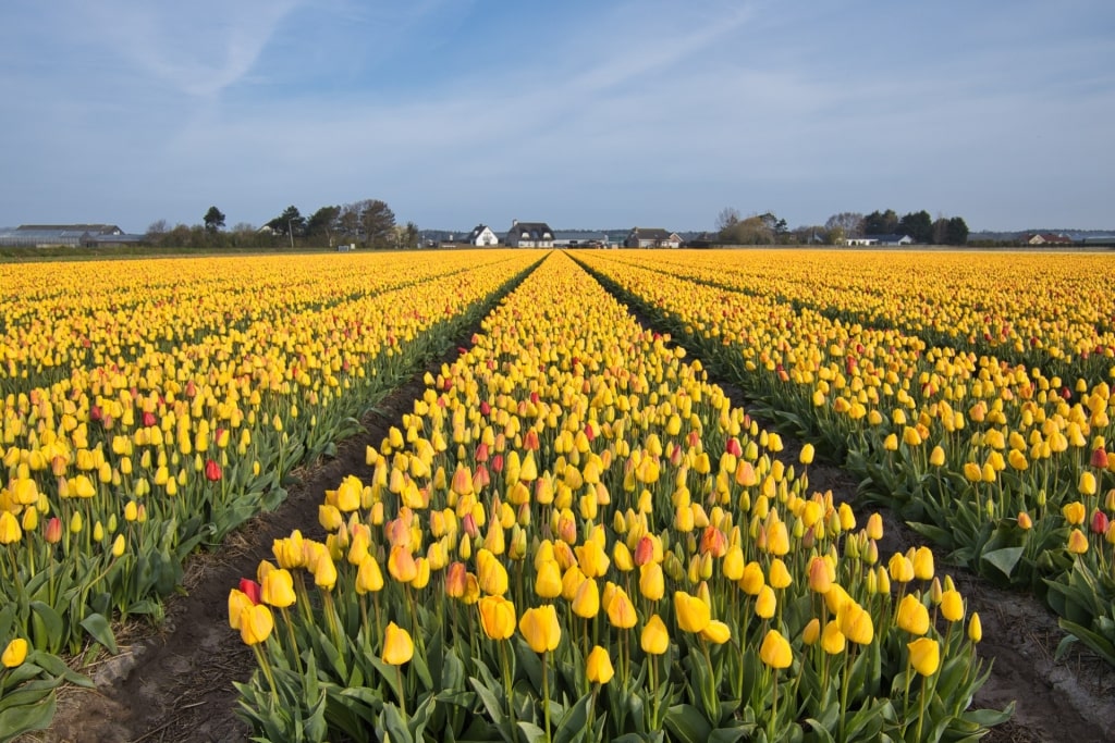Yellow tulips in Bollenstreek