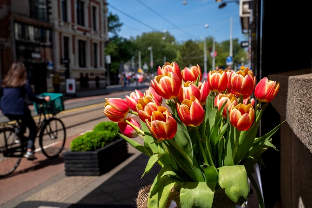 Tulips from a market in Amsterdam