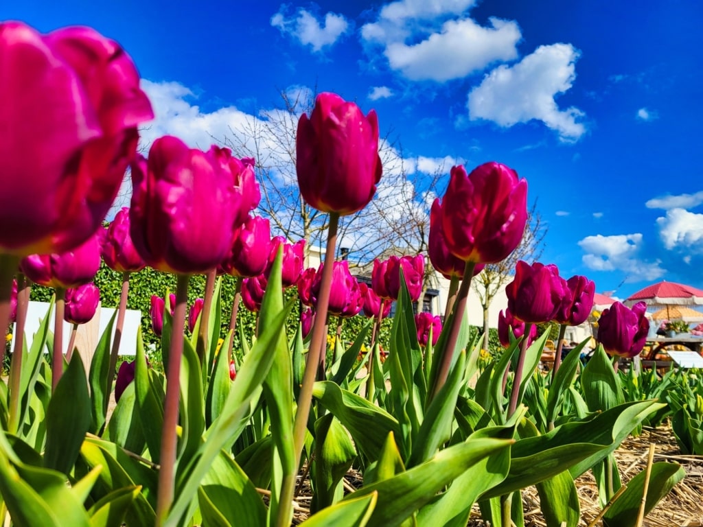 Beautiful tulips in Tulperij