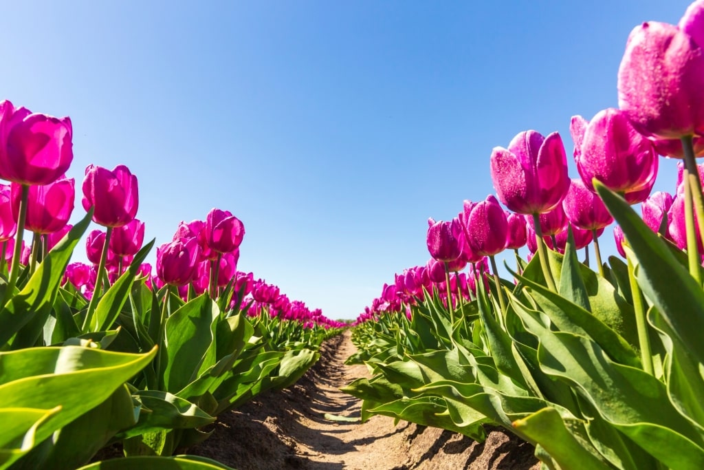Pink tulips from Drenthe
