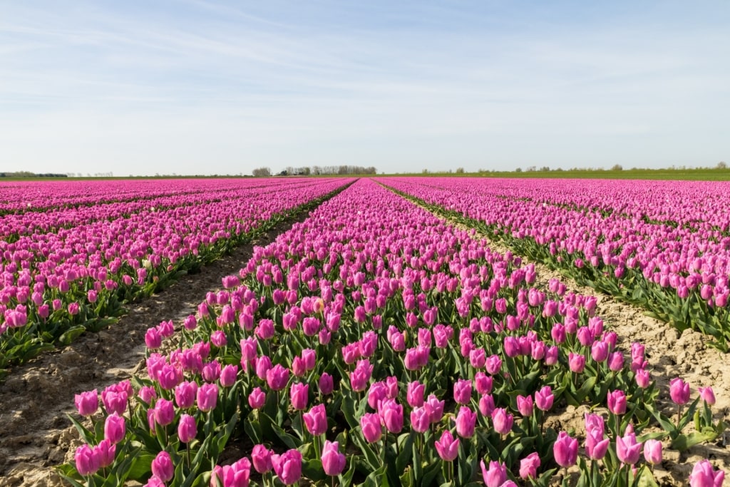 Pink tulips from Goeree-Overflakkee