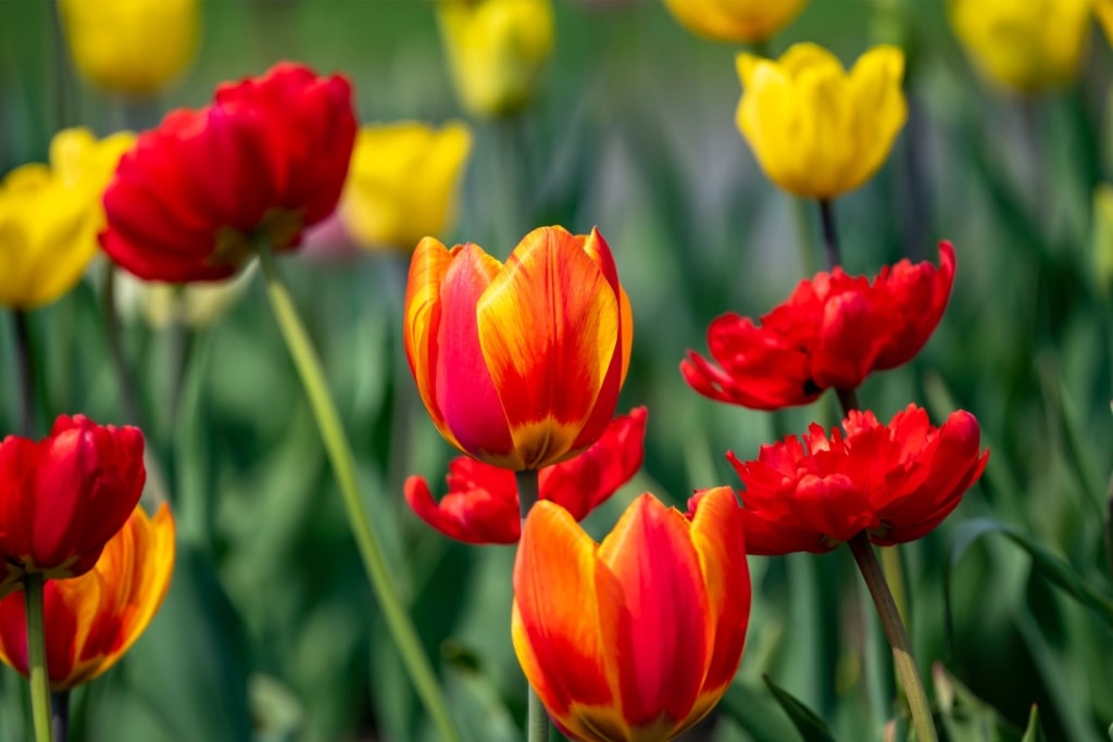 Red and yellow tulips in the Netherlands
