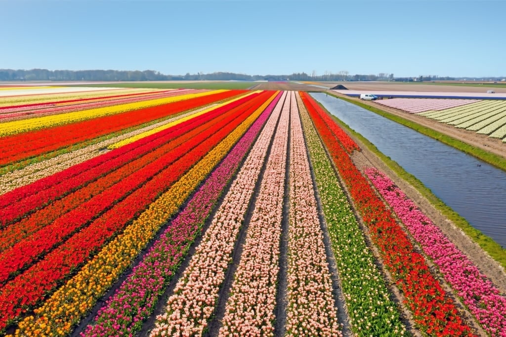 Lisse, one of the best tulip fields in Netherlands