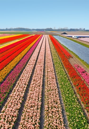 Lisse, one of the best tulip fields in Netherlands