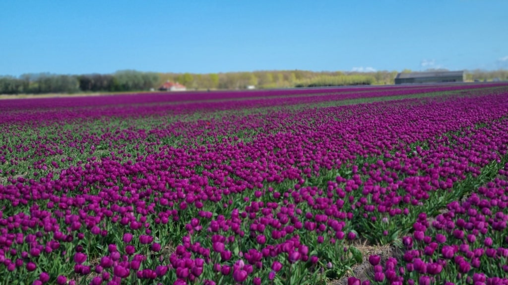 Aerial view of Tulip Experience Amsterdam