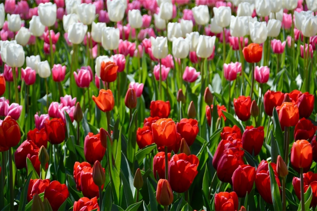 Colorful tulips from Netherlands